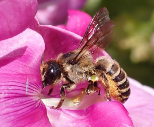 Réf. 346 243 : Megachile ericetorum